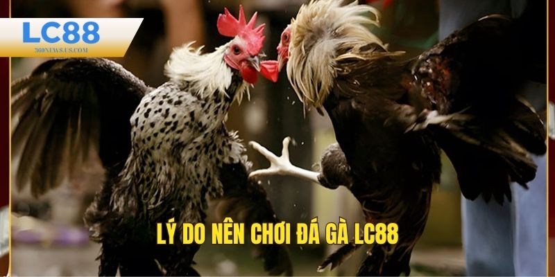 Lý do nên chơi đá gà LC88