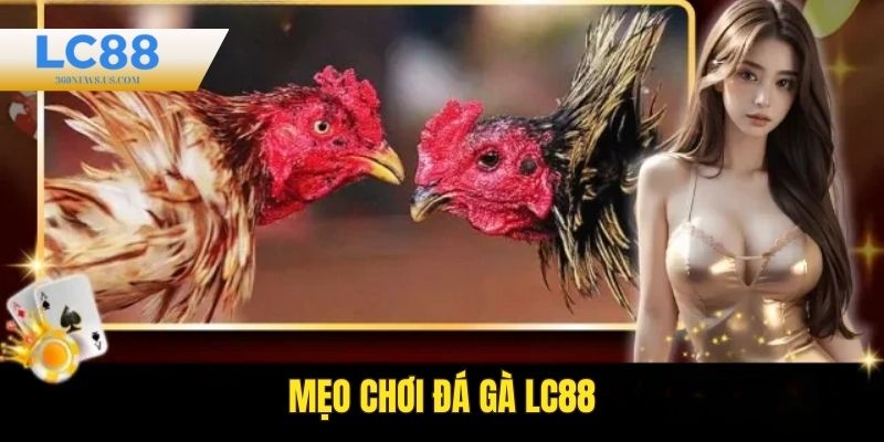 Mẹo chơi đá gà LC88 luôn thắng cho cược thủ